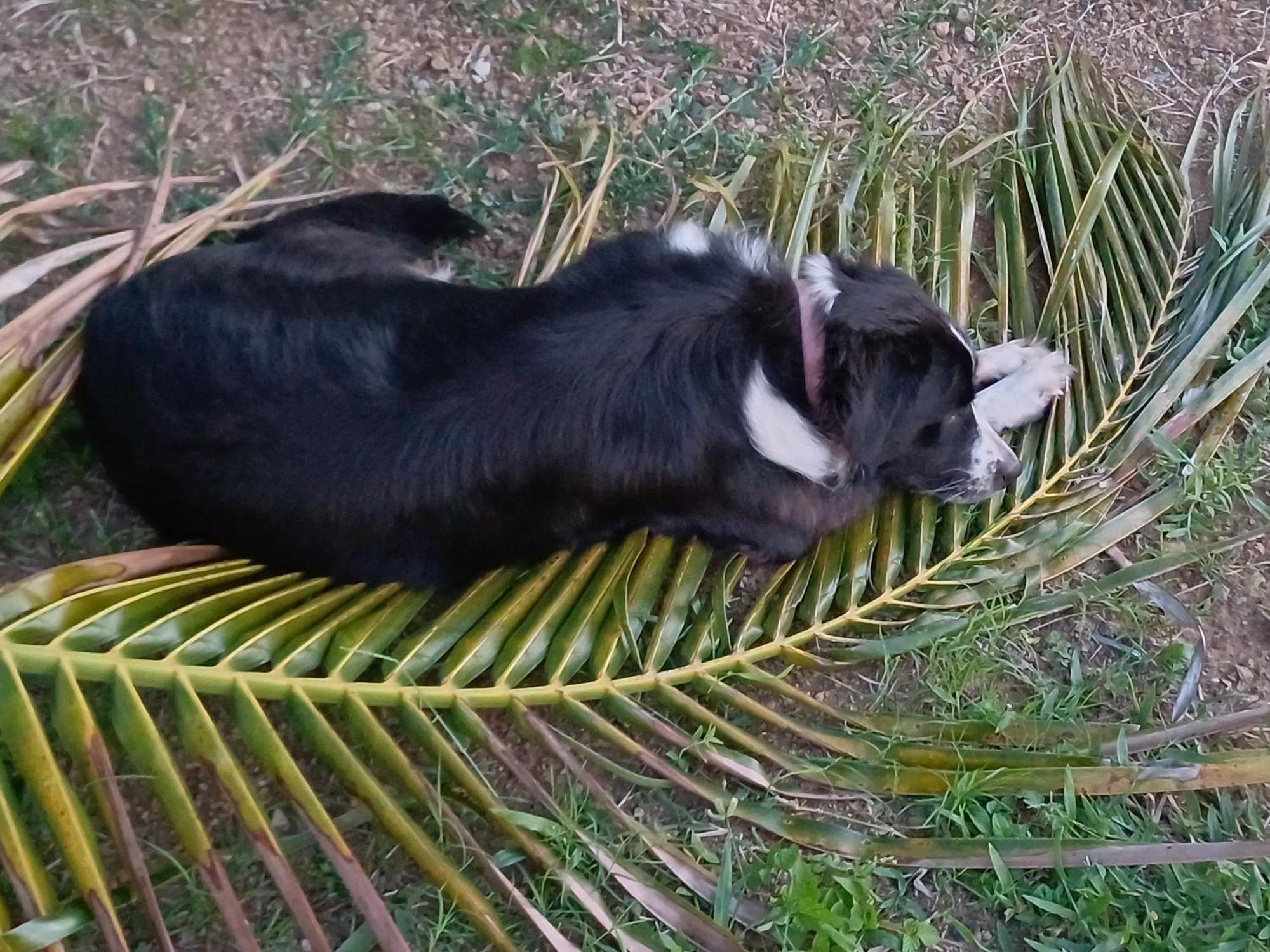 Rooster Run Glamping Camping Has Rooftop And Off The Ground Glamping Experience For 1 To 16 In A Single Tent And Views Of The Rain Forrest And To Culebra Across The Atlantic Ocean W Tents, Linens, Deluxe Air Beds, Warm Shower And More At A Great Pric Vieques Zewnętrze zdjęcie